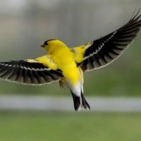 american goldfinch