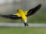 american goldfinch