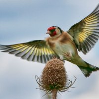 european goldfinch