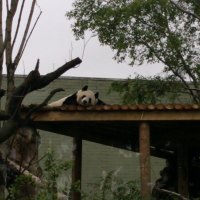 Tian Tian
