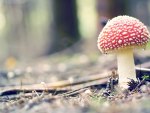 Fly agaric