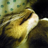 relaxed sleeping cat