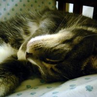 relaxed sleeping cat
