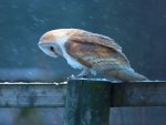 Owl in rain
