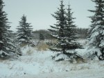 Winter wonderland in Alberta 06