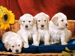 Cute puppies