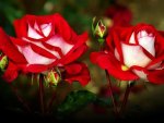 The Beauty of Roses