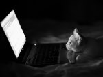 Kitty\\'s Night Chat Session