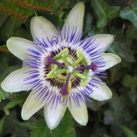 in mom's garden passiflora