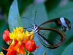 TRANSPARENT BUTTERFLY