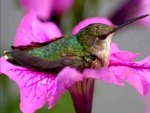 COLIBRI