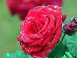 * Wet roses *
