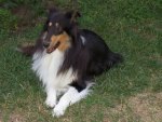 Annie, My Special Avatar Collie :)