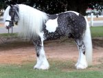 Beautiful Dappled Horse