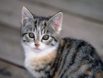 Gray Striped Kitten