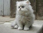white fluffy kitty
