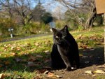 Black Cat In Fall