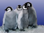 Emperor Penguin Chicks