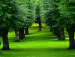 Row of Green Trees