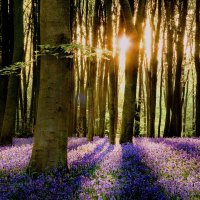 Micheldever Bluebells