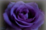 Beautiful purple rose