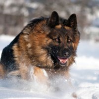 Winter dog - german shepherd