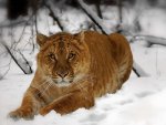 Young Tiger Snow