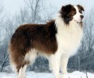 Border Collie Winter