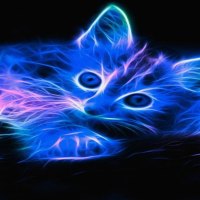 Fractal kitten