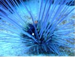 BLACK SEA URCHIN
