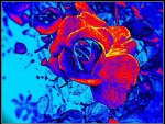 A rose on blue