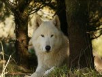 white Wolf