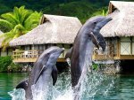 acrobatic dolphins