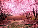 Cherry Blossom Landscape