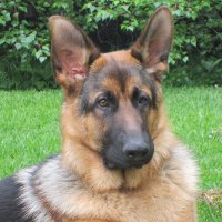 German Shepherd - "Blade"