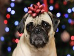 Christmas pug