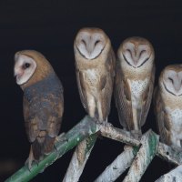 Barn Owls