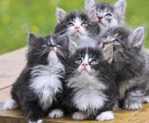 Kittens