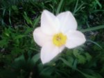 My First Flower of Spring