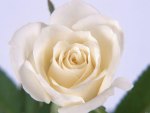 white rose