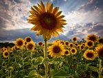 sunflowers fileds