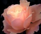 Glowing Rose