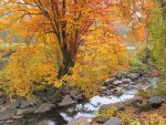 Autumn Creek Scene