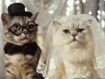 The Cats Wedding