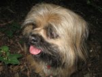 Lhasa Apso dog, head only, tongue out, leaf litter, green leaves bottom l.h. corner