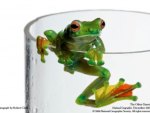 frog in the glass