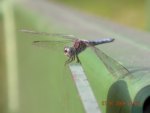 Calm Dragonfly