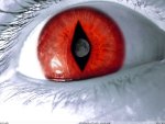 red eye