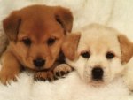 Puppys