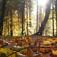 Autum in the forests